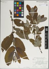 Foto von Salix laggeri Wimm.
